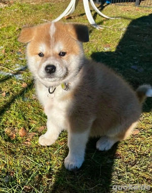 Der schönste Junge ist noch zu vermitteln, reinrassiger japanischer Akitu Inu Welpe 