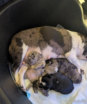 Französische bulldogge 