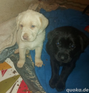 labrador welpen 