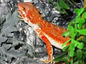 farbintensive Bartagame, Männchen (M b) Farbe: citrus-rot Mix, ca. 24-25 cm (Versand möglich)