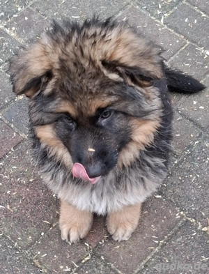 Deutscher Schäferhund-Welpe (Rüde)