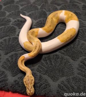 Königspython Piebald  Bild 2