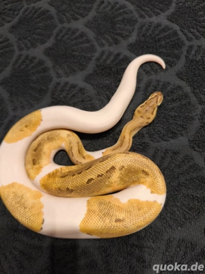 Königspython Piebald  Bild 4