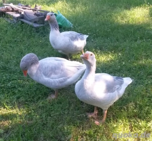 Fränkische Landgänse - Pärchen 