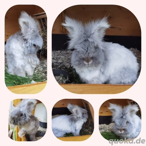 Englisch Angora Rammler Bild 2