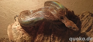 Boa Constrictor Leopard Weibchen 