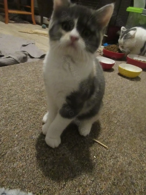 Mädchen dreifarbig Britisch Kurzhaar