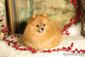 Wunderschöne Pomeranian (Deutscher Zwergspitz) Hündin zum Verkauf