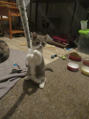 Kater Mozart sucht neues Zuhause