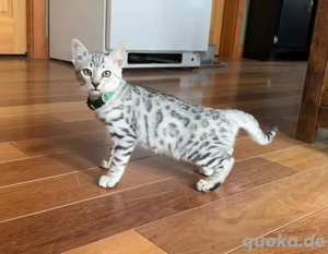 Bengalkätzchen zur Adoption verfügbar