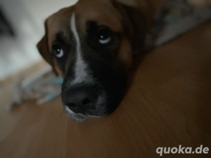 Apollo-lieber junger Rüde sucht neues Zuhause (gern als Hofhund)