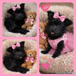 Mini Yorkshire Welpen Mix