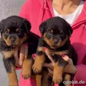 Rottweiler-Welpen zu vermitteln