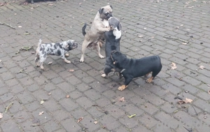 Schöne Jack Russel  Mops  Mix