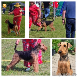 Airedale Terrier Wurf in Planung April 2026