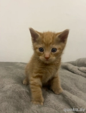 Liebevoller Kater sucht neues Zuhause   