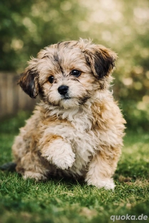 bollipoo(wie Maltipoo) Hündin mit gesundheitszeugniss