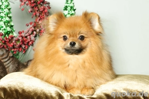 Deutscher Zwergspitz Pomeranian Welpe (Rüde) zu verkaufen