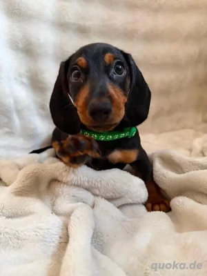 Dackelwelpe 13 Wochen gesund & geimpft 