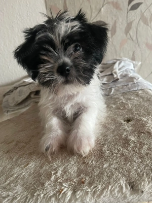 Möchte mich  den keiner brauche dringend  einen neuen kuschelplatz