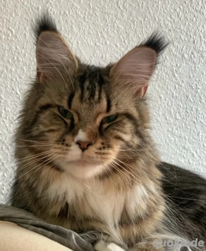 Maine Coon Dame Reinrassig 