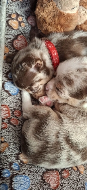 Chihuahua welpen mit Ahnentafel 