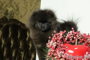 Zuckersüße deutsche Zwergspitz Pomeranian Rüden zu verkaufen