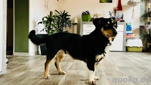 Fröhliches Hundemädchen Juna sucht ihre Menschen Bild 3