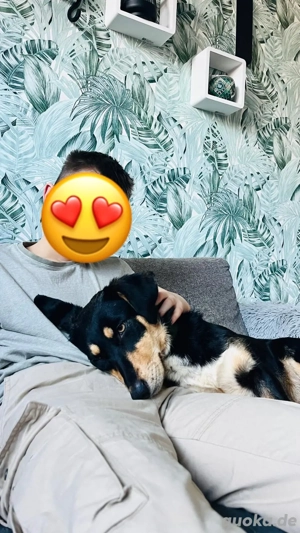 Fröhliches Hundemädchen Juna sucht ihre Menschen Bild 5