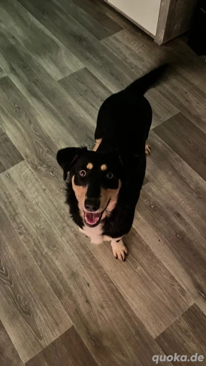 Fröhliches Hundemädchen Juna sucht ihre Menschen Bild 6