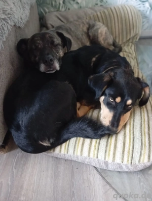 Fröhliches Hundemädchen Juna sucht ihre Menschen Bild 4