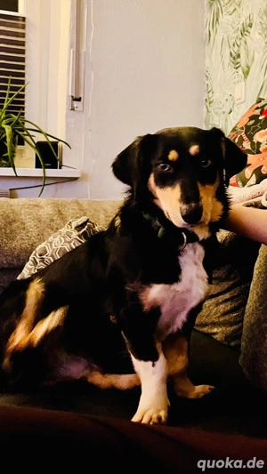 Fröhliches Hundemädchen Juna sucht ihre Menschen Bild 2