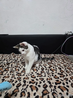 2  kleine kätzchen Geschwister abzugeben 