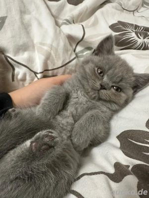 Bkh Kitten Britisch Kurzhaar
