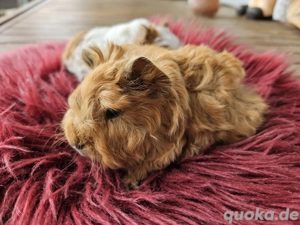 Meerschweinchen Lunkarya