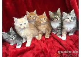 Freundliche Maine-Coon-Kätzchen zur Adoption