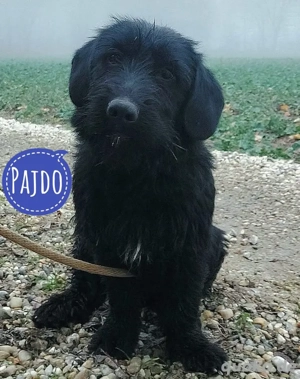 Pajdo, junger Dackel Mischling, lieb und aktiv