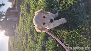 Golden Retriever welpe