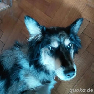 Mucek, bildhübscher Border Collie (Mix?) Bild 2
