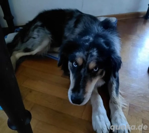 Mucek, bildhübscher Border Collie (Mix?) Bild 3