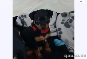 Prager Rattler Welpen