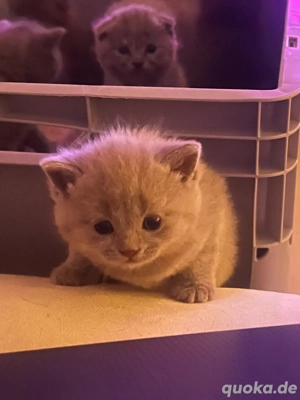 Wunderschöne BKH Kitten 