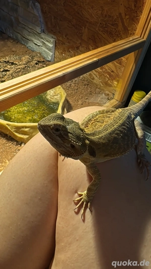 Bartagame 1 jahr alt