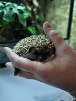 afrikanische Weißbauchigel 