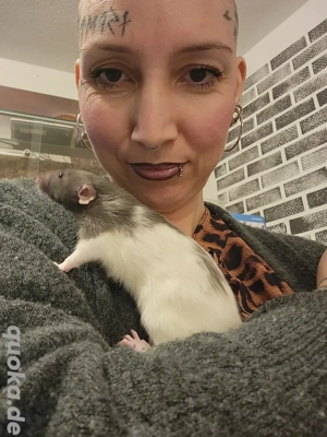 Ratten Weibchen jung und sehr zahm und kinderlieb 