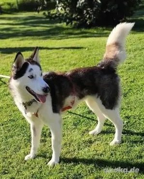 Lolita - unsere schöne Husky-Hündin