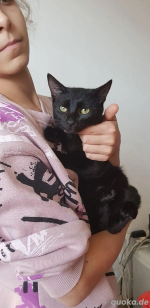 Kätzin Blacky sucht Zuhause (mit Moki)