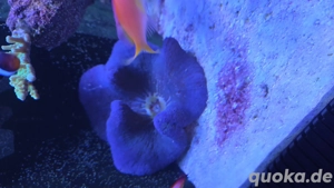 Teppichanemone XXL Meerwasser 