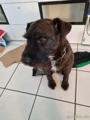 Terrier sucht ruhiges, hundeerfahrenes Zuhause 