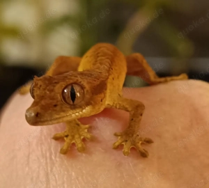 Kronengecko Tiger-Dalmatiner geschlüpft Oktober 2025 Correlophus ciliatus 